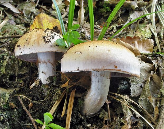 pavučinovec Cortinarius sp.