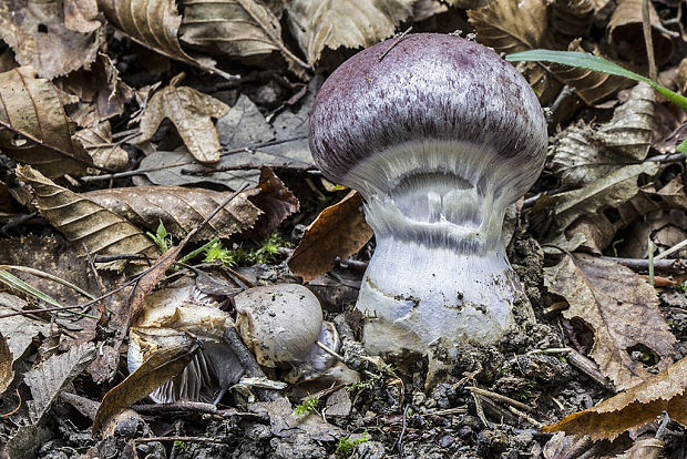 pavučinovec Cortinarius sp.