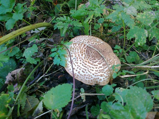 bedlička ostrošupinatá Echinoderma asperum (Pers.) Bon