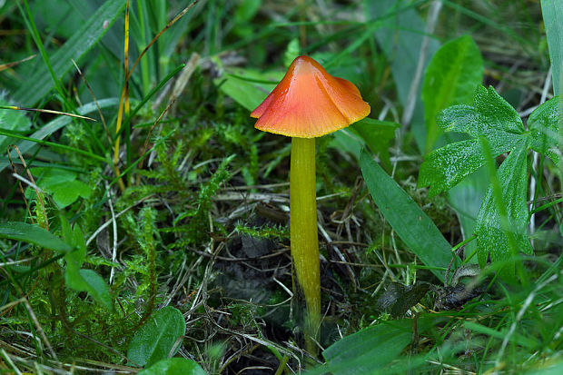 lúčnica kužeľovitá Hygrocybe conica (Schaeff.) P. Kumm.