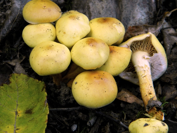 strapcovka zväzkovitá Hypholoma fasciculare (Huds.) P. Kumm.