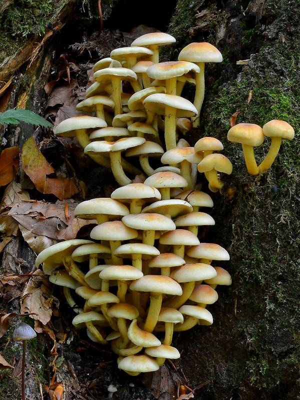 strapcovka zväzkovitá Hypholoma fasciculare (Huds.) P. Kumm.