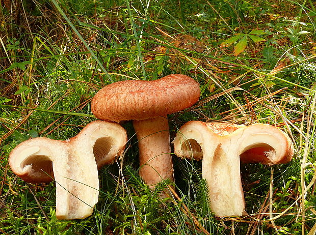 rýdzik kravský Lactarius torminosus (Schaeff.) Gray