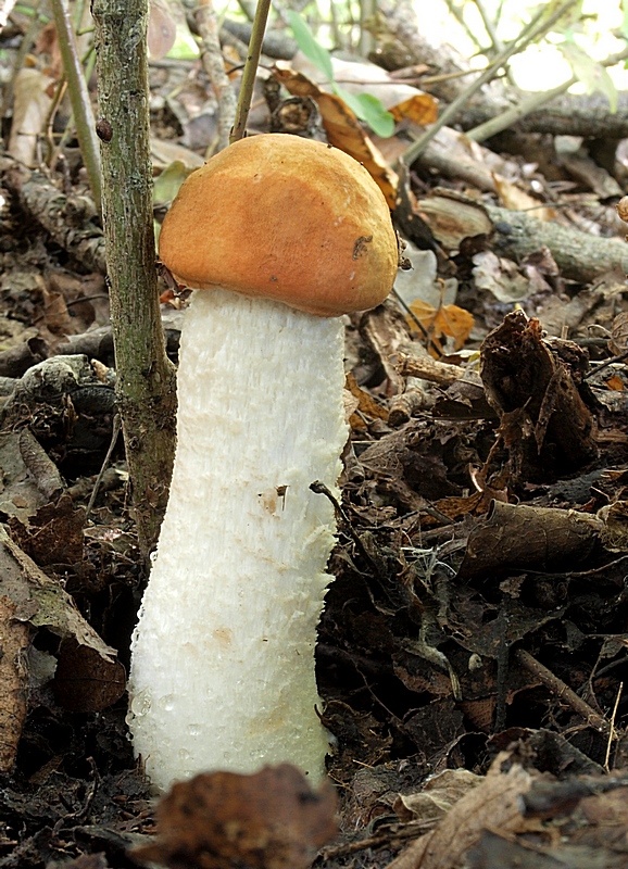 kozák osikový Leccinum albostipitatum den Bakker & Noordel.