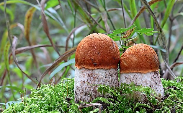 kozák osikový Leccinum albostipitatum den Bakker & Noordel.