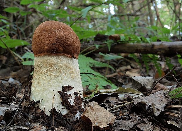 kozák dubový Leccinum aurantiacum (Bull.) Gray