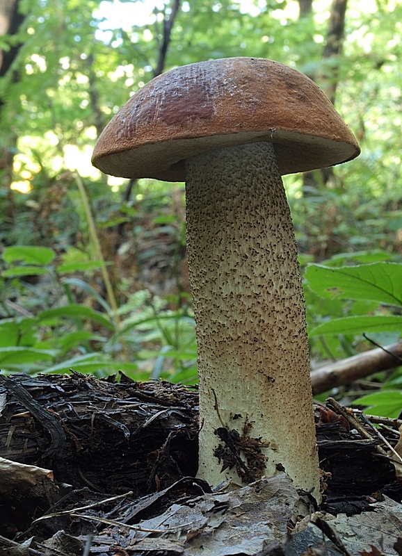 kozák dubový Leccinum aurantiacum (Bull.) Gray