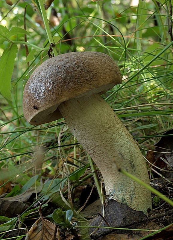 kozák topoľový Leccinum duriusculum (Schulzer ex Kalchbr.) Singer