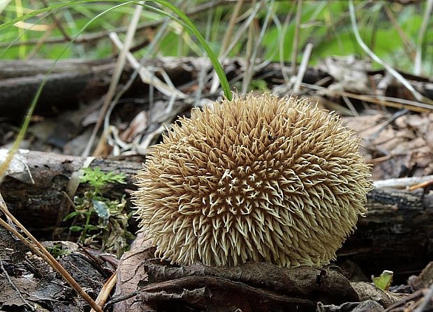 prášnica pichliačová Lycoperdon echinatum Pers.