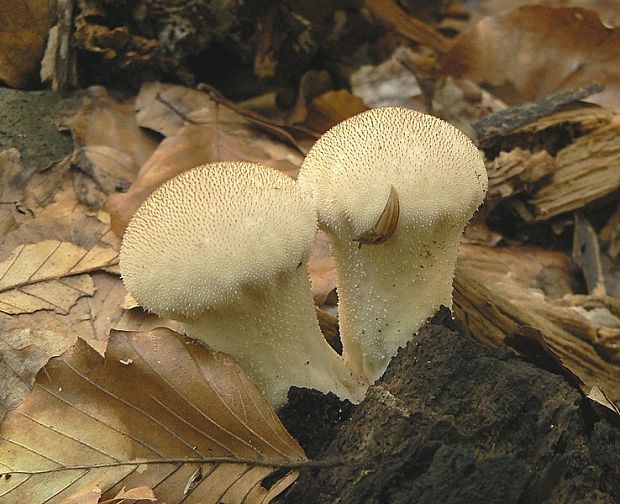 prášnica bradavičnatá Lycoperdon perlatum Pers.