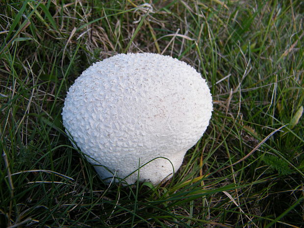 rozpadavec dlabaný Lycoperdon utriforme Bull.