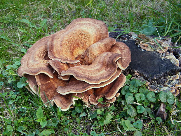 vejárovec obrovský Meripilus giganteus (Pers.) P. Karst.