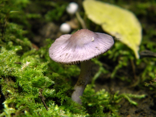 prilbička Mycena sp.