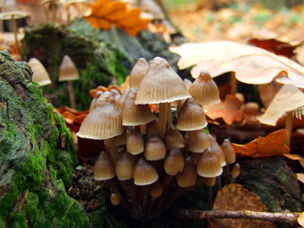 prilbička hnedosivá Mycena tintinnabulum (Paulet) Quél.