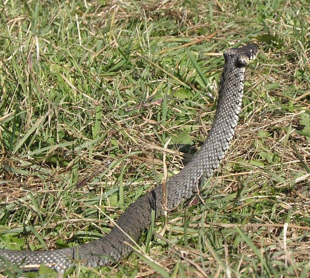 užovka Natrix natrix