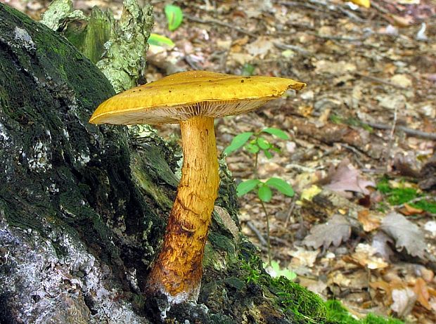 šupinovka Pholiota sp.