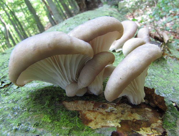 hliva ustricovitá Pleurotus ostreatus (Jacq.) P. Kumm.