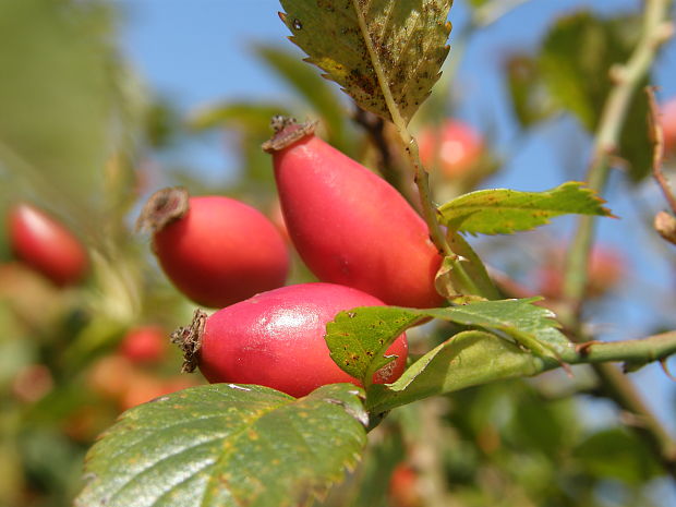 ruža šípová Rosa canina L.