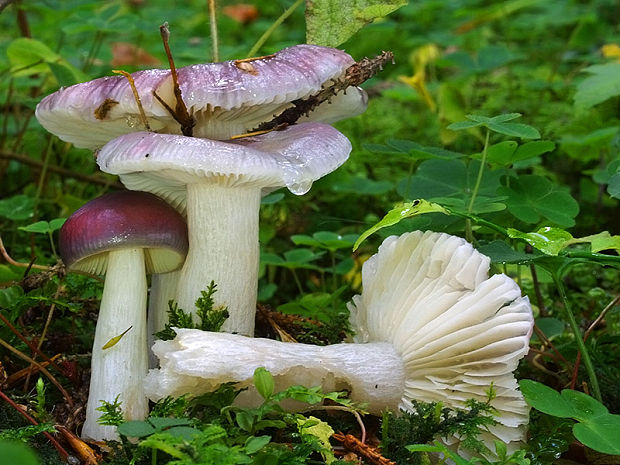 plávka dutohlúbiková Russula cavipes Britzelm.