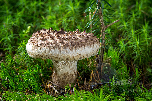 jelenkovec škridlicovitý Sarcodon imbricatus (L.) P. Karst.