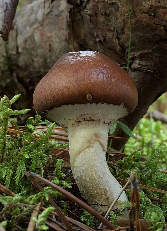 masliak obyčajný Suillus luteus (L.) Roussel