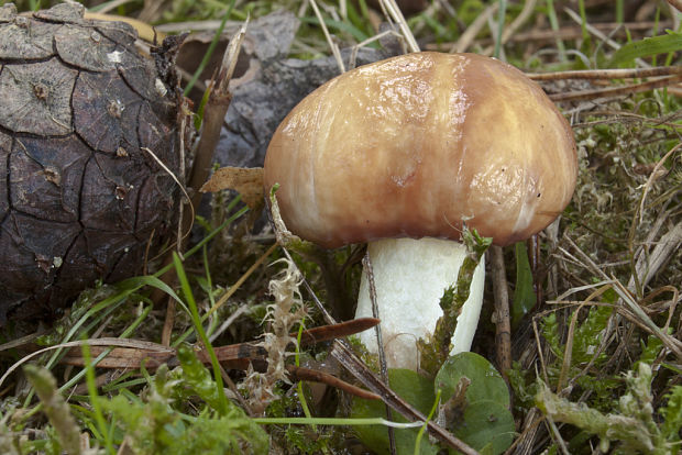 masliak obyčajný Suillus luteus (L.) Roussel