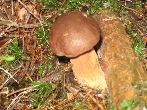 suchohríb Xerocomus sp.