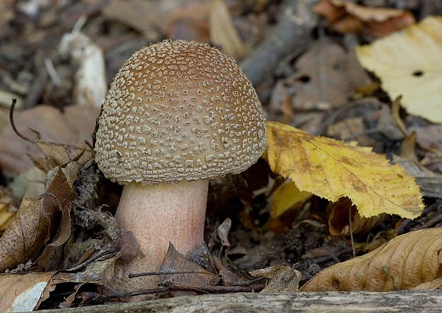 muchotrávka červenkastá Amanita rubescens Pers.