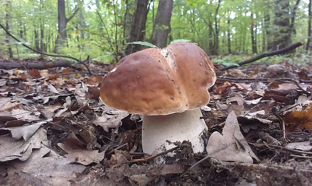 hríb smrekový Boletus edulis Bull.