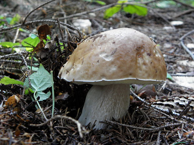 hríb smrekový Boletus edulis Bull.