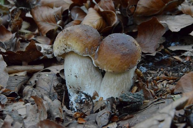 hríb smrekový Boletus edulis Bull.