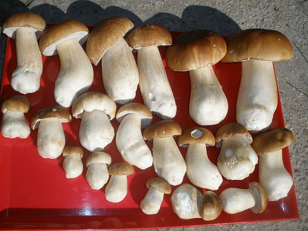 hríb smrekový Boletus edulis Bull.