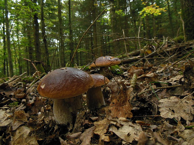 hríb smrekový Boletus edulis Bull.