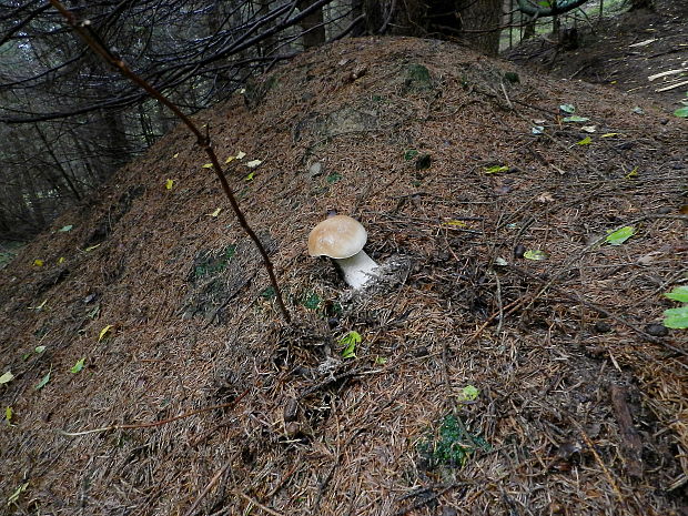 hríb smrekový Boletus edulis Bull.