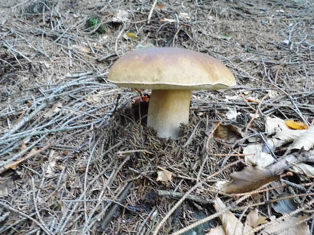 hríb smrekový Boletus edulis Bull.