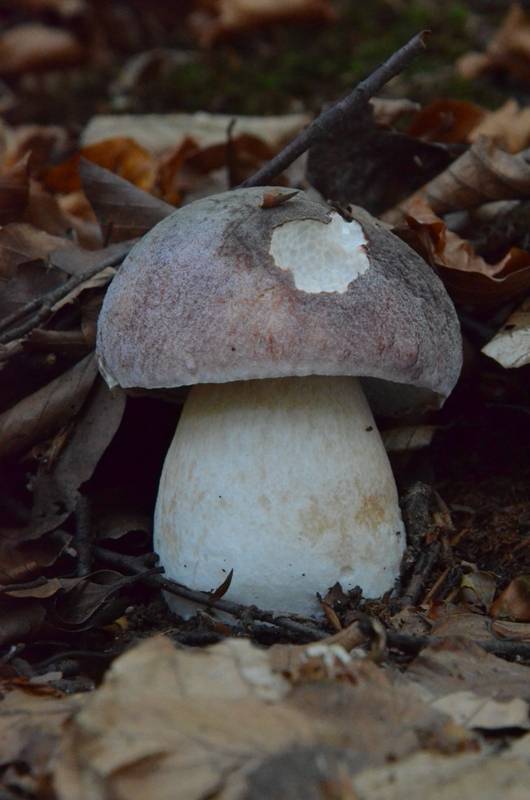 hríb sosnový Boletus pinophilus Pil. et Dermek in Pil.