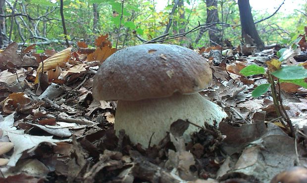 hríb dubový Boletus reticulatus Schaeff. ex Boud.