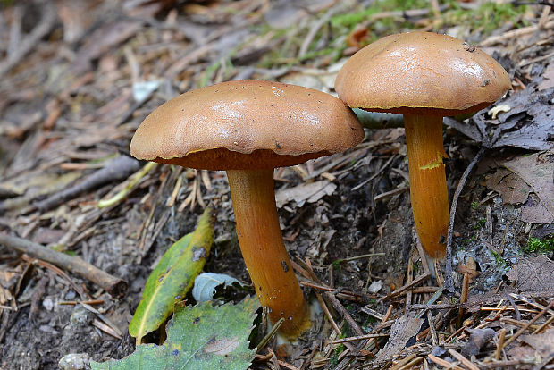 meďovec korenistý Chalciporus piperatus (Bull.) Bataille