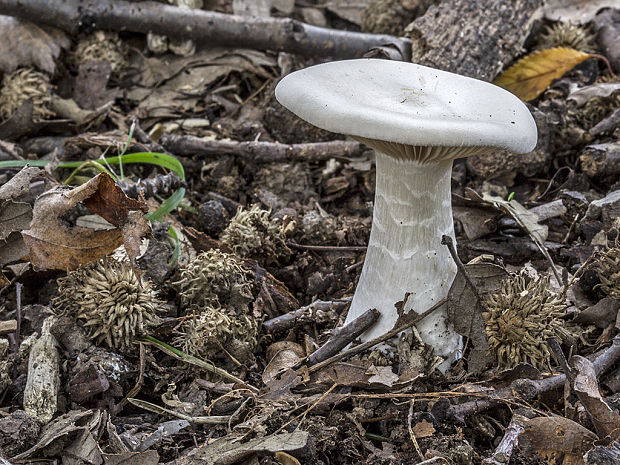 strmuľka Clitocybe sp.