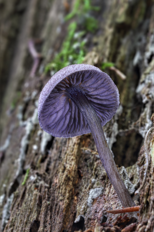 hodvábnica fialovomodrá Entoloma euchroum (Pers.) Donk