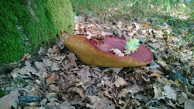 pečeňovec dubový Fistulina hepatica (Schaeff.) With.