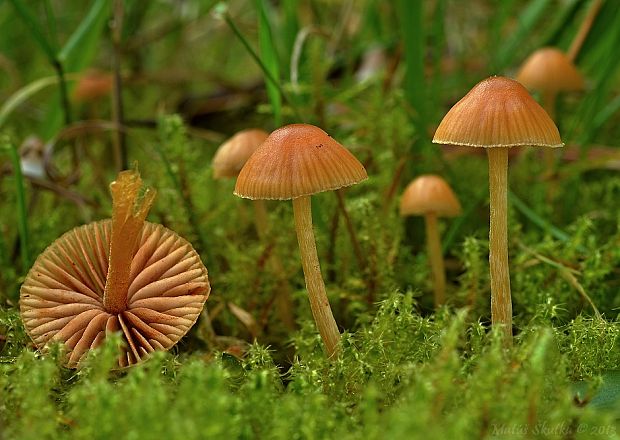 kapucňovka Galerina sp.