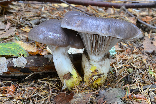 sliziak mazľavý Gomphidius glutinosus (Schaeff.) Fr.