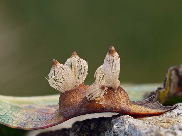 hrdzavka hrušková Gymnosporangium sabinae (Dicks.) G. Winter