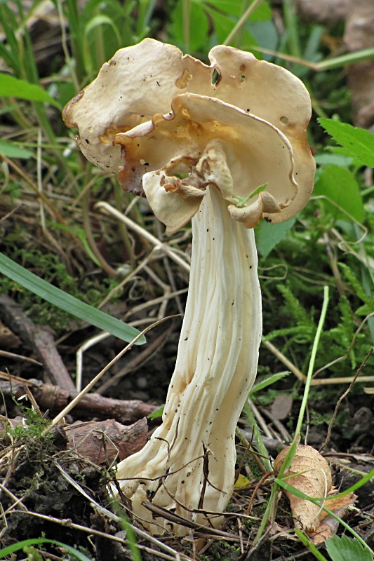 chriapač kučeravý-Chřapáč kadeřavý Helvella crispa (Scop.) Fr.