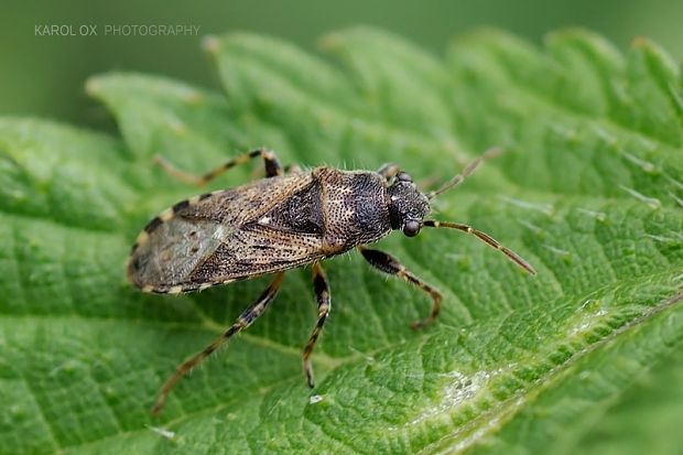 behavka Heterogaster urticae