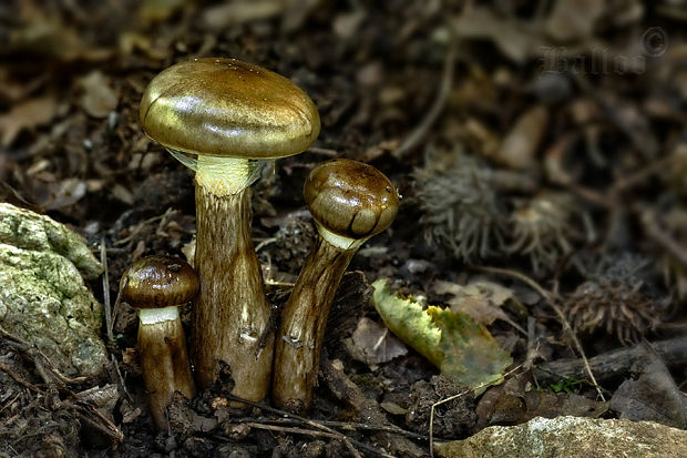 šťavnačka Persoonova Hygrophorus persoonii Arnolds