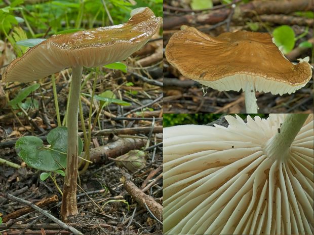 sliznačka koreňujúca Hymenopellis radicata (Relhan) R.H. Petersen