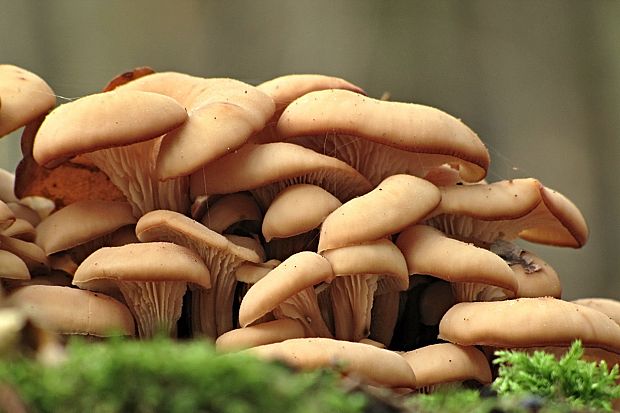 húževnatček ulitovitý-houžovec hlemýžďovitý  Lentinellus cochleatus (Pers.) P. Karst.