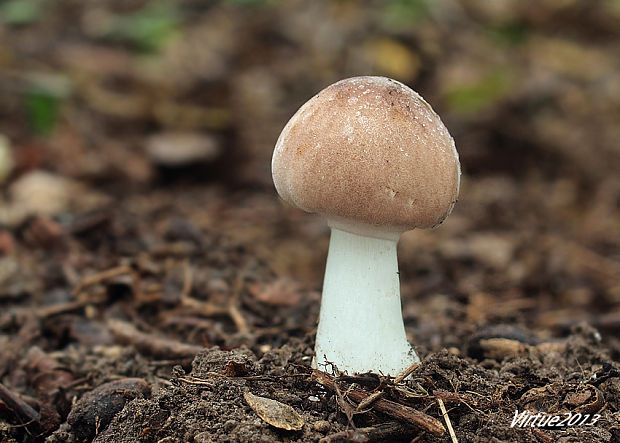 bedlica Badhamova Leucocoprinus badhamii (Berk. & Broome) Locq.